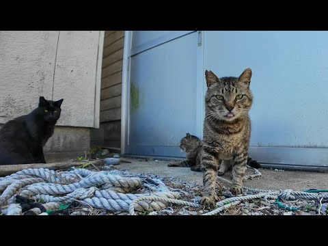 【隠れスポット発見】倉庫裏でくつろぐ猫たちにちゅーるを差し入れしたら…！？(YouTube)