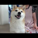 実家の柴犬が飼い主の入院で見せた変化‥全力で支えていきます。(YouTube)