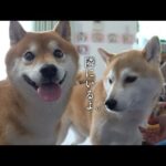 心が揺れる一週間‥柴犬の寄り添う心に涙が止まりません。(YouTube)