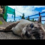 ゴロゴロ猫天国！山道に落ちてる猫たちが幸せそうすぎた🐱✨(YouTube)