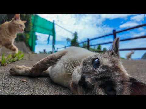 ゴロゴロ猫天国！山道に落ちてる猫たちが幸せそうすぎた🐱✨(YouTube)