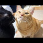 甘えたモードになった黒猫くんは兄猫に甘えたいだけなんだけど…笑(YouTube)
