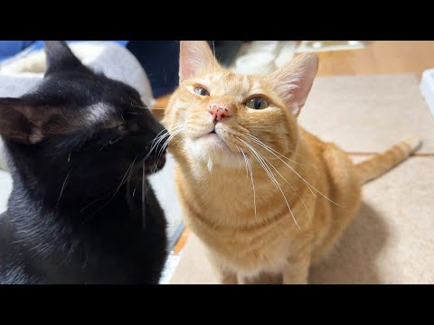 甘えたモードになった黒猫くんは兄猫に甘えたいだけなんだけど…笑(YouTube)