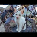 猫島の自転車置き場に行くと猫がワラワラ湧いてきて楽しい(YouTube)