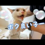 今までで一番良い子なチロさんのシャンプー！！(YouTube)