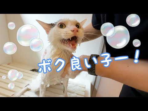 今までで一番良い子なチロさんのシャンプー！！(YouTube)