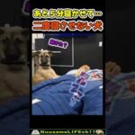 絶対に二度寝させない犬😂【目覚まし犬】 #犬 #dog(YouTube)