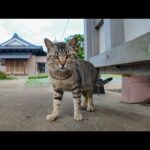 猫島のお寺の前にいた猫にちゅーるをやってきた(YouTube)