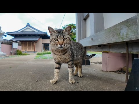 猫島のお寺の前にいた猫にちゅーるをやってきた(YouTube)