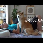 落ち込む柴犬にまさかの救世主登場！状況が一変しました。(YouTube)