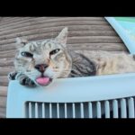 室外機の上でベロを出して脱力するおじいちゃん猫(YouTube)
