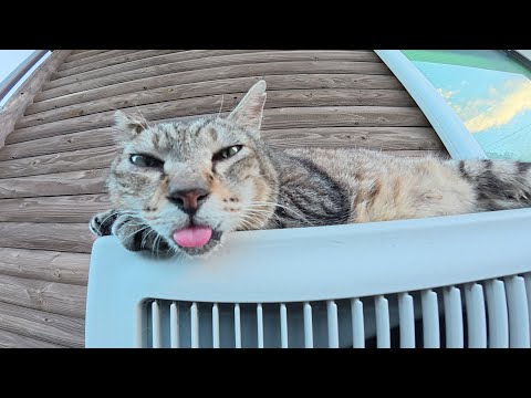 室外機の上でベロを出して脱力するおじいちゃん猫(YouTube)