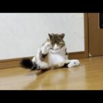 追いサマーカットでガリガリになった猫(YouTube)
