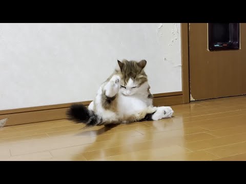 追いサマーカットでガリガリになった猫(YouTube)