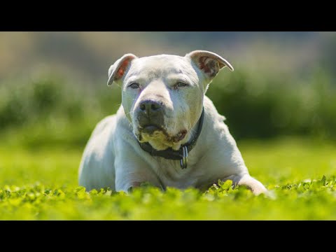 老いた相棒犬 アメリカン・スタッフォード・シャーテリア(YouTube)