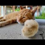 【夏の避暑地発見】茶トラ小学校の猫、体育館裏で涼みながらまったり中🐱☀️(YouTube)
