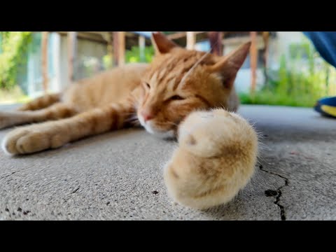 【夏の避暑地発見】茶トラ小学校の猫、体育館裏で涼みながらまったり中🐱☀️(YouTube)