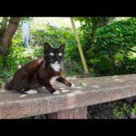 ベンチに猫が先客!? そっと隣に座ってみたら…癒しが止まらない🐱(YouTube)