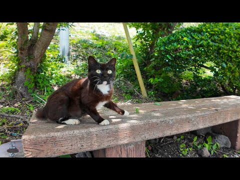 ベンチに猫が先客!? そっと隣に座ってみたら…癒しが止まらない🐱(YouTube)