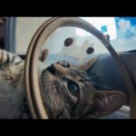 【猫旅館】玄関で待ってた!? 子猫がお出迎えしてくれる神サービスが可愛すぎる😍🐾(YouTube)