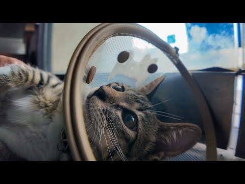 【猫旅館】玄関で待ってた!? 子猫がお出迎えしてくれる神サービスが可愛すぎる😍🐾(YouTube)