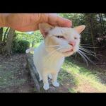 小さなお家で涼んでいた薄茶シロ猫ちゃんがモフられに来た(YouTube)