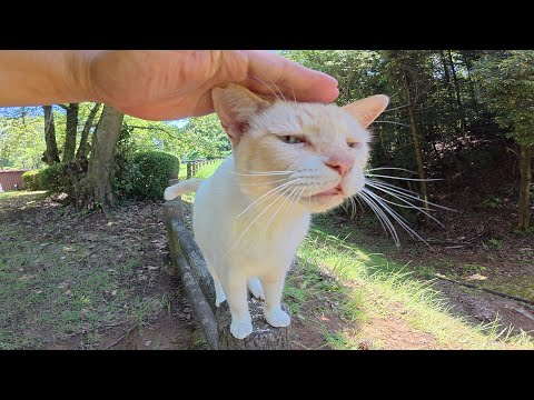 小さなお家で涼んでいた薄茶シロ猫ちゃんがモフられに来た(YouTube)
