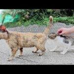 凶暴なキジシロ猫が喧嘩を売りまくり顔にひっかき傷を負ってしまう(YouTube)