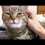 【お喋りな猫】久しぶりの飼い主との団らんが嬉しすぎて前に前にきちゃう猫(YouTube)