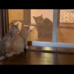 もうすぐお別れの子猫と病気と闘っている猫(YouTube)