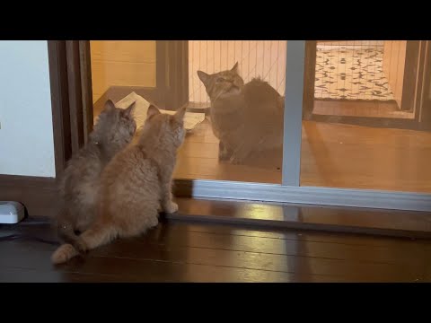 もうすぐお別れの子猫と病気と闘っている猫(YouTube)
