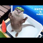 カワウソも暑い日はスイカが食べたいんじゃ！　Otters Hate Summer Fruit…Except This One!(YouTube)