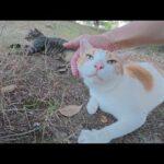 日没になると、お昼寝から目覚めて活動的になる猫達(YouTube)