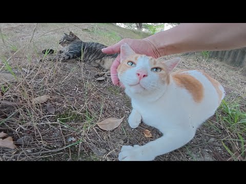 日没になると、お昼寝から目覚めて活動的になる猫達(YouTube)