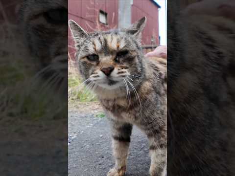 路地裏で出会った猫ちゃん、頭を撫でるとゴロゴロ甘えてきてカワイイ(YouTube)