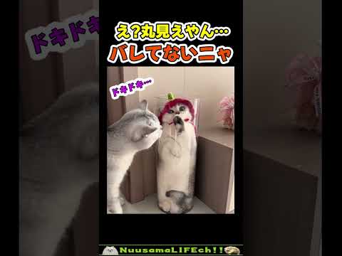 完璧に隠れているつもりの猫😂 【筒ネコ】#猫(YouTube)