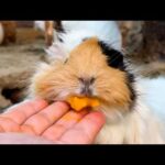美味しすぎるエサを急いで食べすぎてお口がパンパンになっちゃったモルモットはこちらですww(YouTube)
