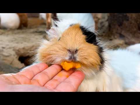 美味しすぎるエサを急いで食べすぎてお口がパンパンになっちゃったモルモットはこちらですww(YouTube)