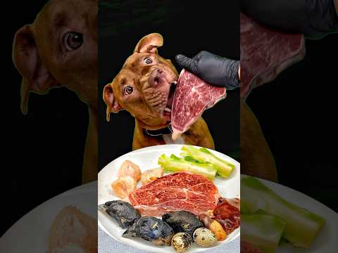 お肉屋さんからもらった肉を豪快に食べるピットブル(YouTube)