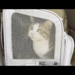 鳴き声が出なくなった猫が点滴で回復しました(YouTube)