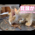 遂に覚醒か？  泥の中からレスキューされたモグ   2025 07 19 2(YouTube)