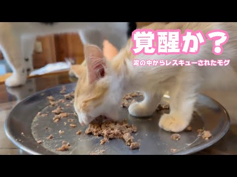 遂に覚醒か？  泥の中からレスキューされたモグ   2025 07 19 2(YouTube)