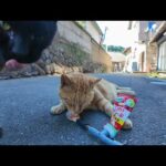【癒し限界突破】ひっそり涼む路地裏猫にちゅーる贈呈→喜び方が可愛すぎた件(YouTube)