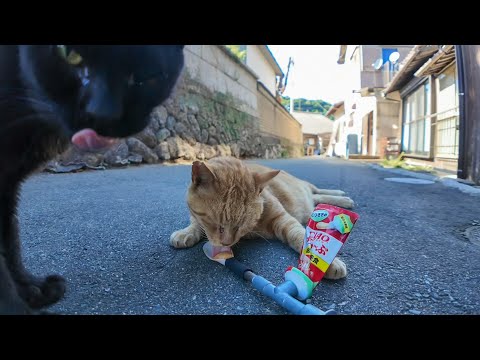 【癒し限界突破】ひっそり涼む路地裏猫にちゅーる贈呈→喜び方が可愛すぎた件(YouTube)