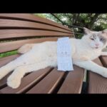 猫をモフってからおみくじを引くと、高確率で大吉が出る(YouTube)
