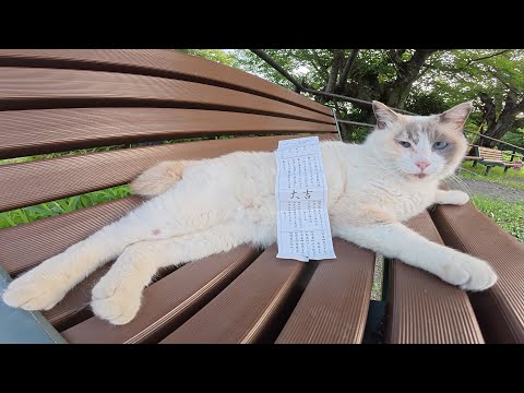 猫をモフってからおみくじを引くと、高確率で大吉が出る(YouTube)