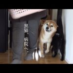 黒猫が病院へ！柴犬と立ち会う”心揺さぶられる一ヶ月”(YouTube)
