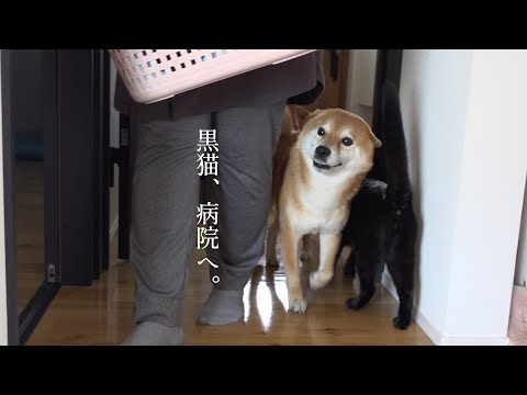 黒猫が病院へ！柴犬と立ち会う”心揺さぶられる一ヶ月”(YouTube)