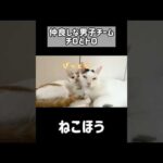 仲良しな男子チームチロとトロ！ #shorts(YouTube)