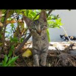 湯島に子猫いた！しかもめちゃくちゃ可愛いんだが？(YouTube)